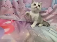 スコティッシュフォールド(立ち耳)【大阪府・女の子・2025年8月1日・シルバータビー&ホワイト】の写真5