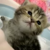 スコティッシュフォールド(立ち耳)【大阪府・女の子・2025年8月18日・ブラウンタビー】の写真14