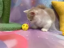 マンチカン(短足)【大阪府・男の子・2025年6月23日・クリームタビー&ホワイト】の写真12