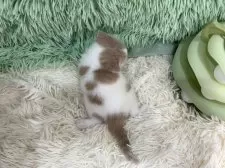 スコティッシュフォールド(立ち耳)【大阪府・男の子・2025年4月23日・クリームタビー&ホワイト】の写真15