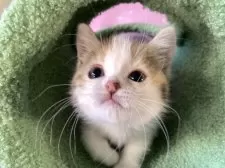 マンチカン(長足)【大阪府・女の子・2025年9月13日・キャリコ】の写真14