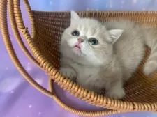 マンチカン(短足)【大阪府・男の子・2025年9月2日・クリームタビー&ホワイト】の写真14