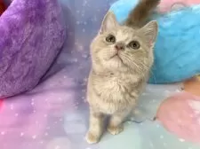 スコティッシュフォールド(立ち耳)【大阪府・男の子・2025年9月8日・クリームタビー&ホワイト】の写真15