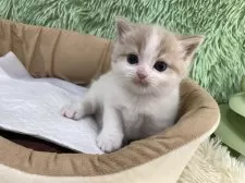 スコティッシュフォールド(立ち耳)【大阪府・男の子・2025年4月23日・クリームタビー&ホワイト】の写真14