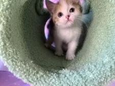 マンチカン(長足)【大阪府・女の子・2025年9月13日・キャリコ】の写真15