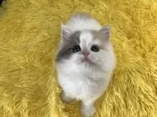 スコティッシュフォールド(立ち耳)【大阪府・女の子・2025年3月24日・ダイリュートキャリコ】の写真14