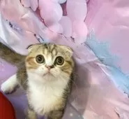 スコティッシュフォールド(折れ耳)【大阪府・女の子・2025年7月27日・ブラウンパッチドタビー&ホワイト】の写真4