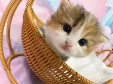 マンチカン(長足)【大阪府・女の子・2025年9月27日・キャリコ】の写真14