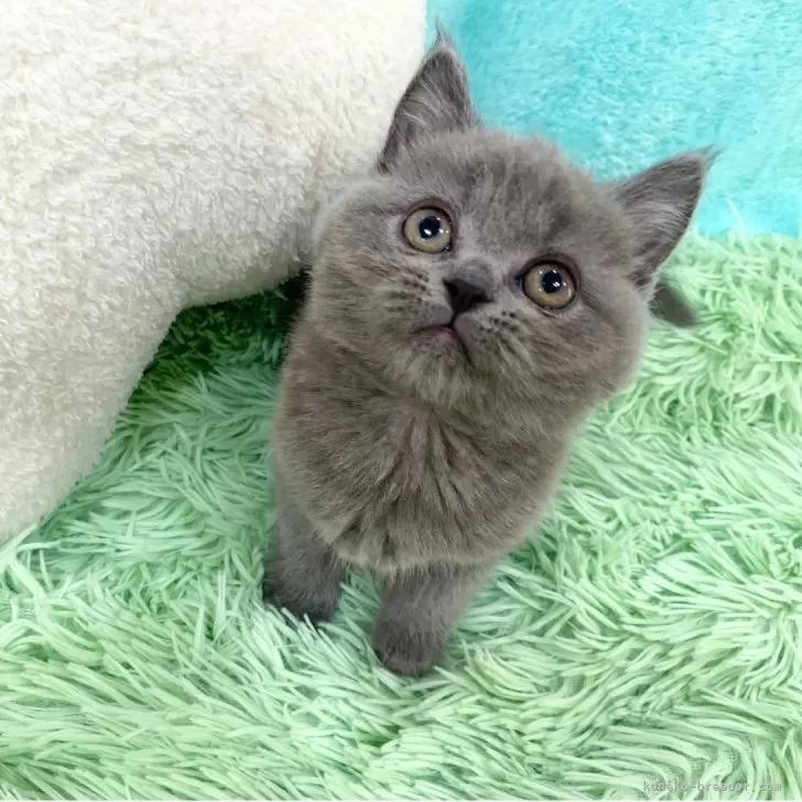 ID:2504-00555の子猫
