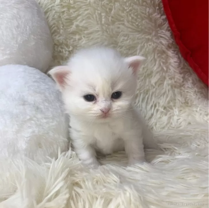 ID:2501-00928の子猫