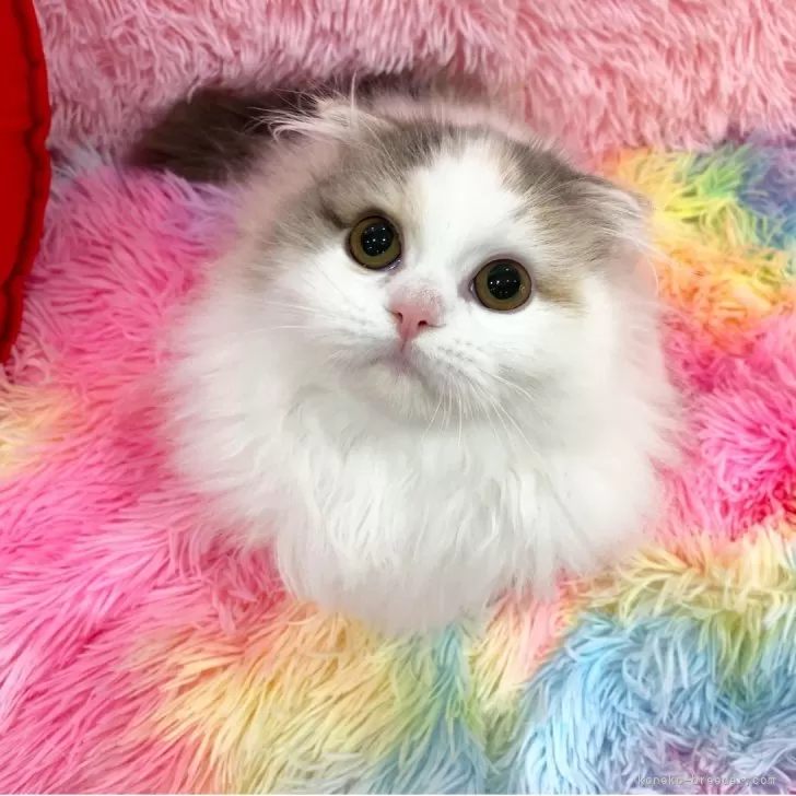ID:2502-02229の子猫