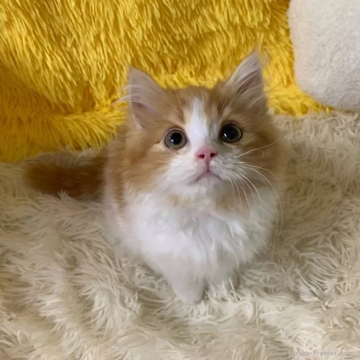 ID:2504-00222の子猫