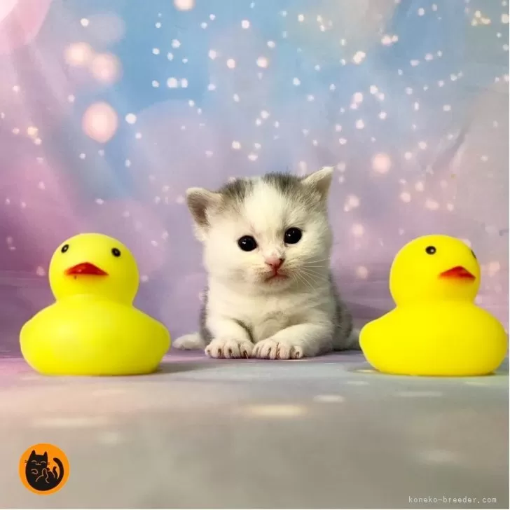 スコティッシュフォールド(立ち耳)【大阪府・男の子・2025年11月6日・ブルータビー&amp;ホワイト】の写真1