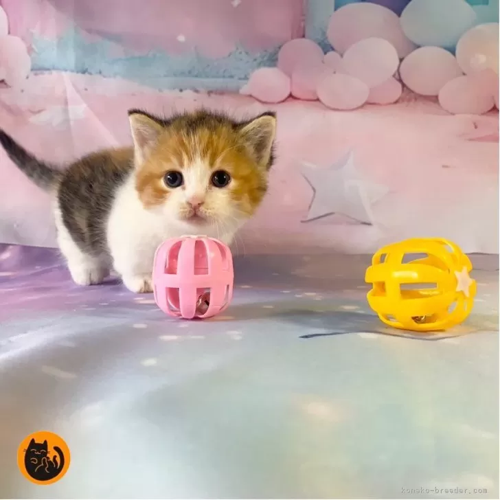 マンチカン(短足)【大阪府・女の子・2025年9月27日・キャリコ】の写真1