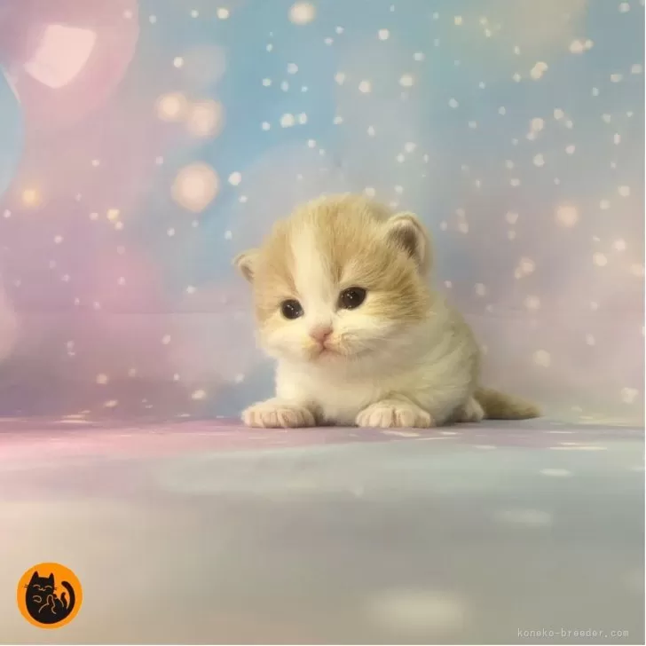 マンチカン(短足)【大阪府・男の子・2025年11月26日・クリームタビー&amp;ホワイト】の写真1