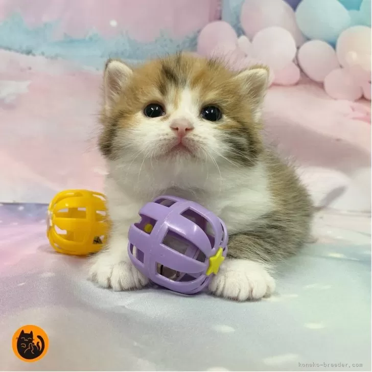 R.T 様のお迎えした子猫