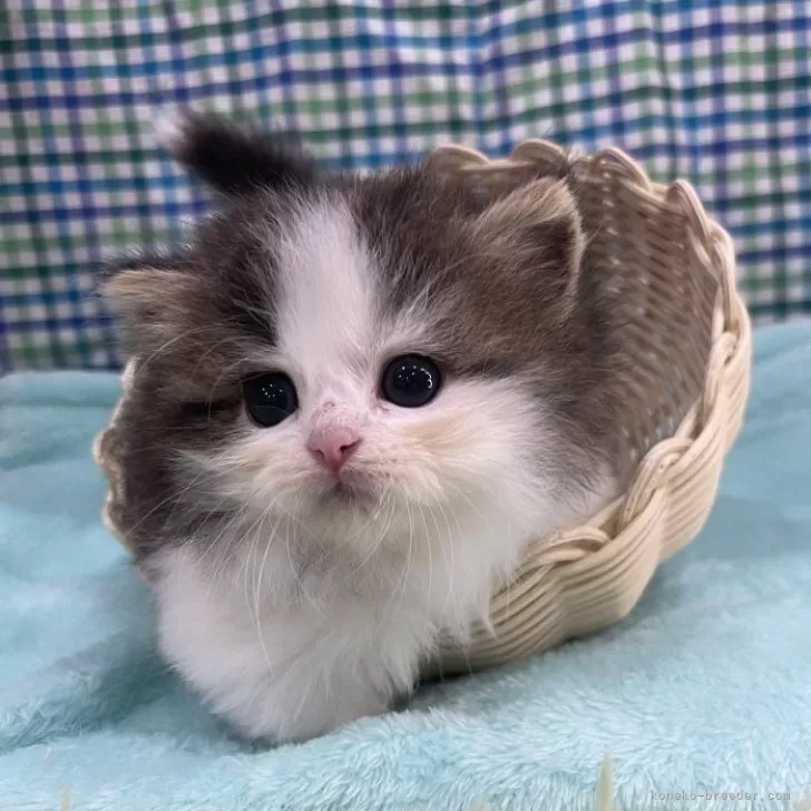 H.I 様のお迎えした子猫