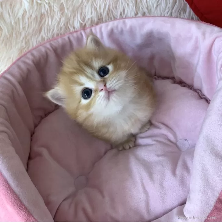 ID:2503-01965の子猫