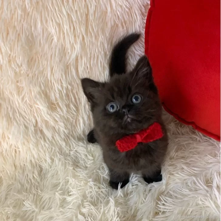 K.Ｉ 様のお迎えした子猫