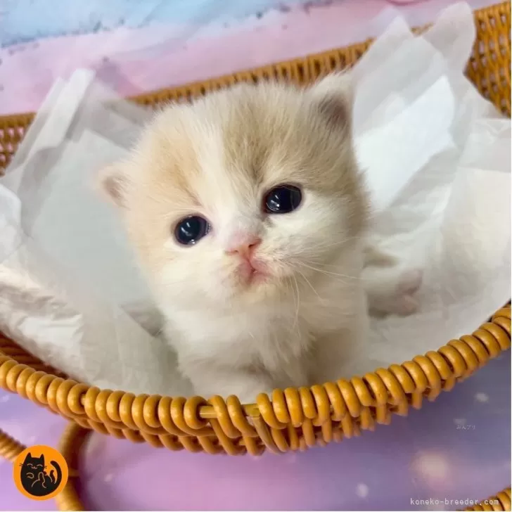 マンチカン(短足)【大阪府・女の子・2025年11月26日・クリームタビー&amp;ホワイト】の写真1