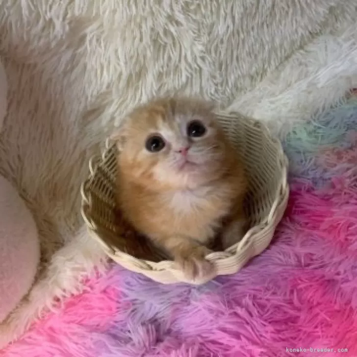 ID：2412-01528の子猫