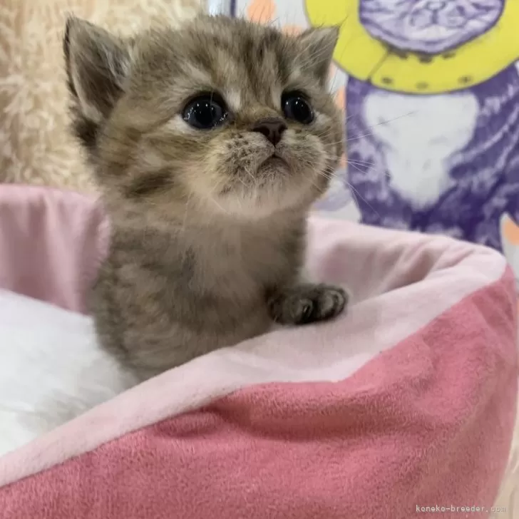 こうき 様のお迎えした子猫