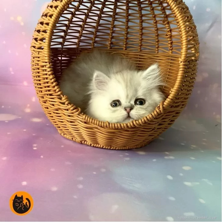 ID：2510-00862の子猫