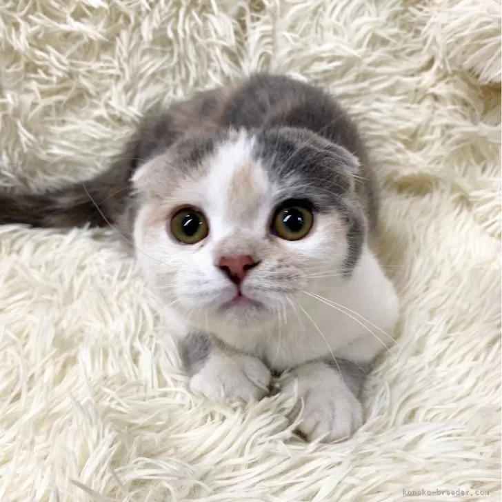 T.Y 様のお迎えした子猫