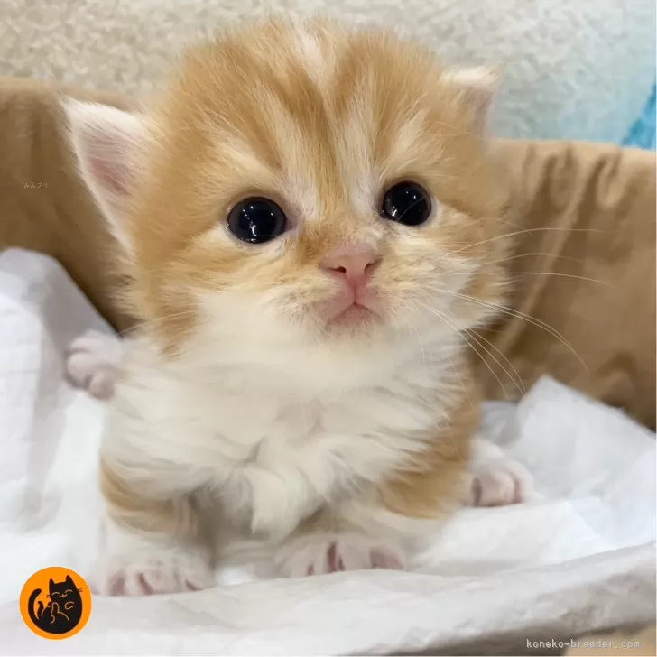 ID：2507-01647の子猫