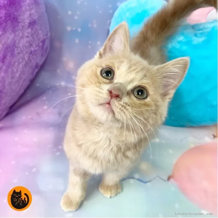 H.N 様のお迎えした子猫