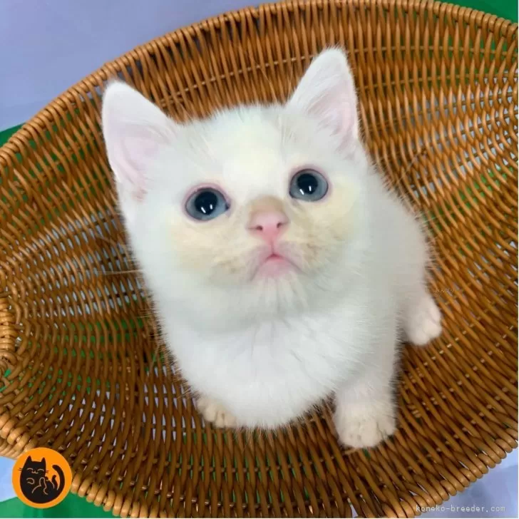 M.Y 様のお迎えした子猫