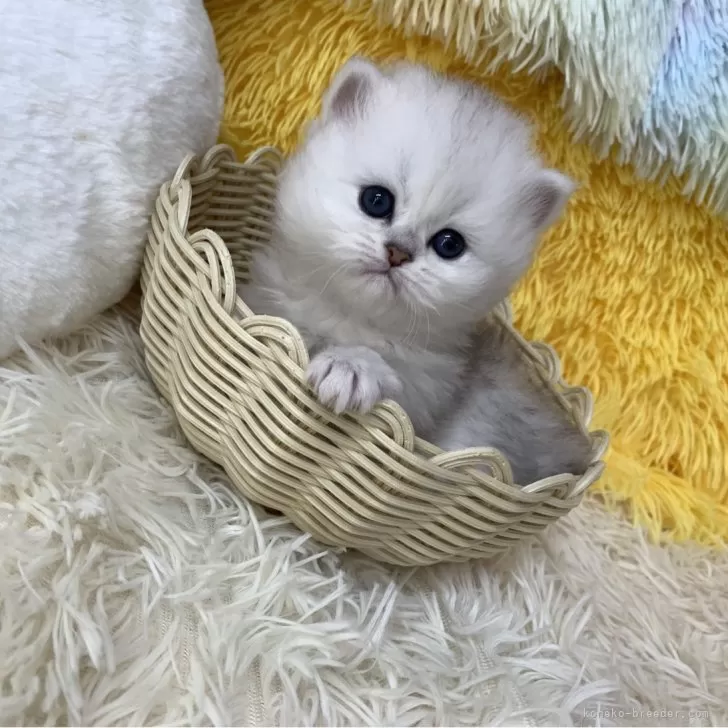 ID：2502-01413の子猫