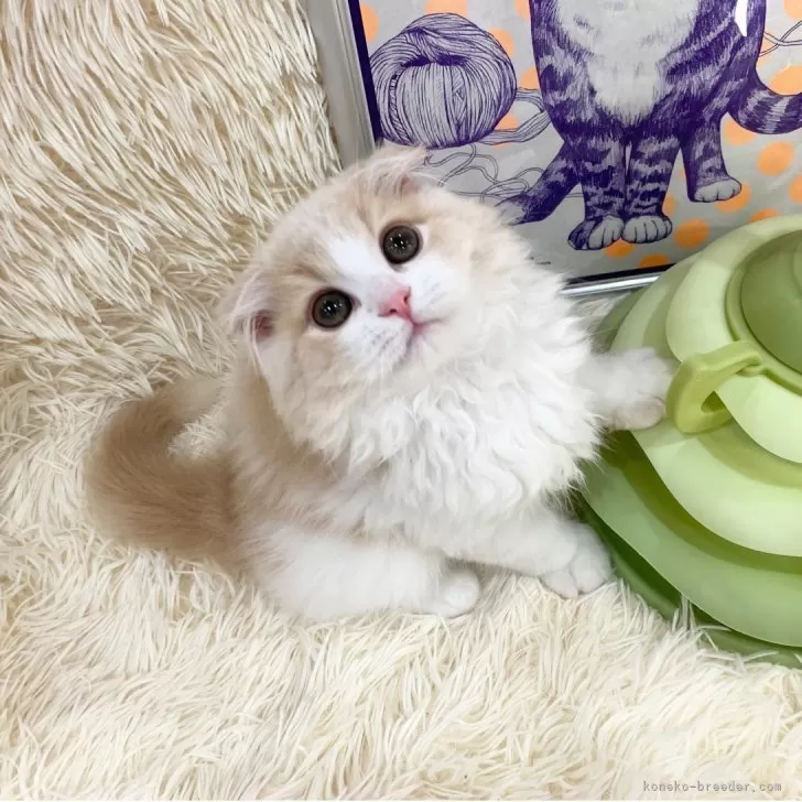 ID：2503-01243の子猫