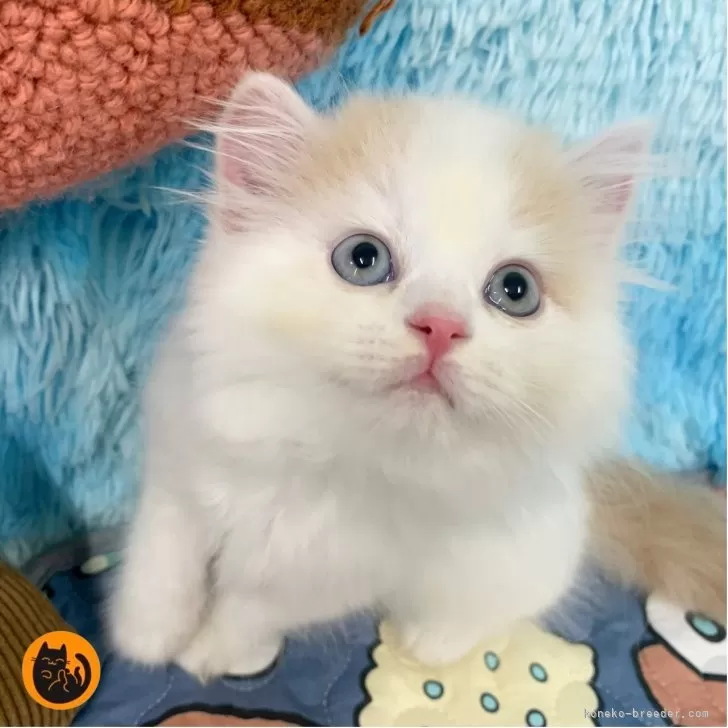 リカ 様のお迎えした子猫