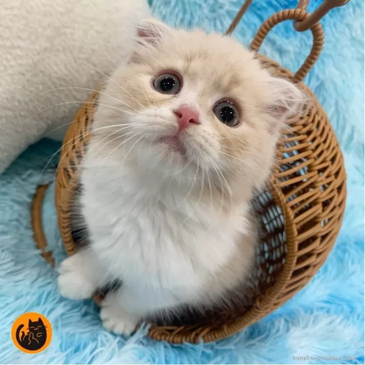 ゆう 様のお迎えした子猫