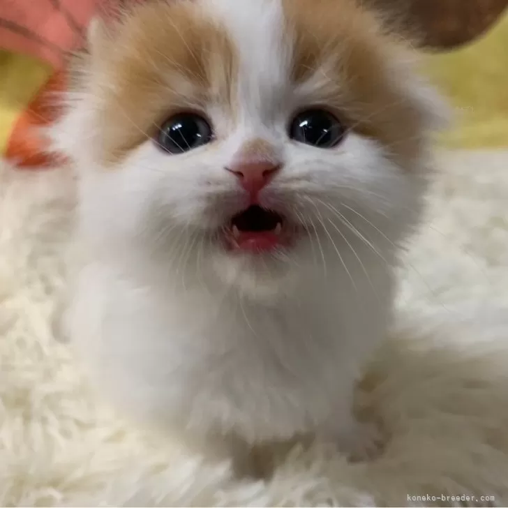 ID:2502-00281の子猫