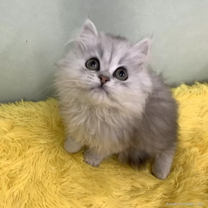 みお 様のお迎えした子猫