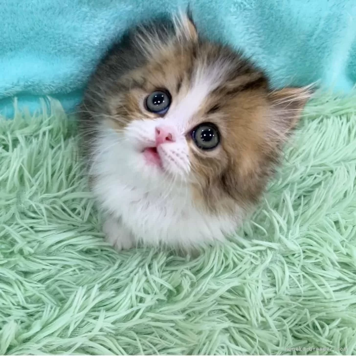 小鳥 様のお迎えした子猫