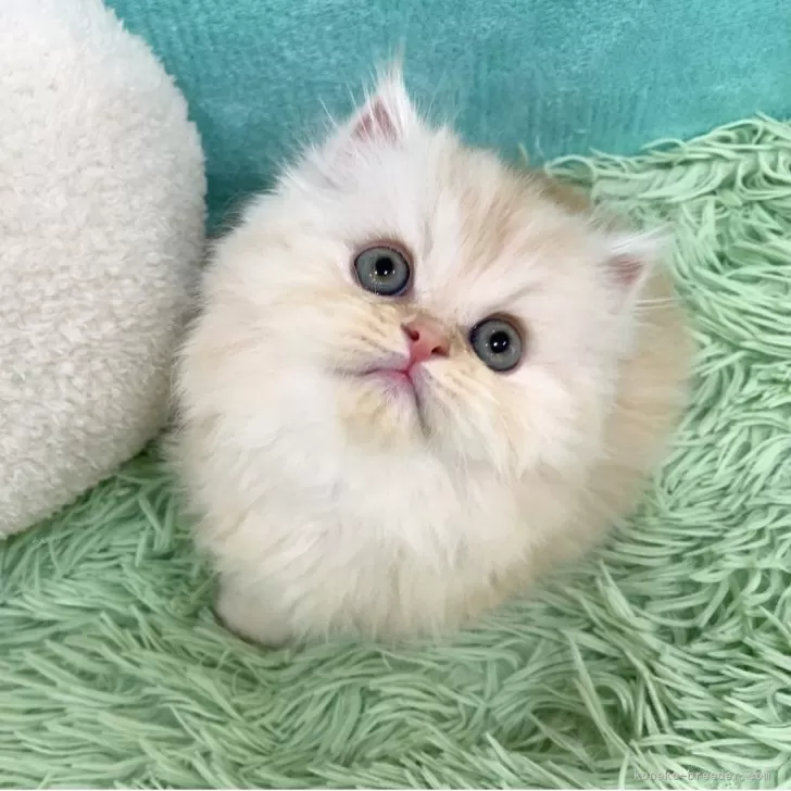 ID：2505-00932の子猫