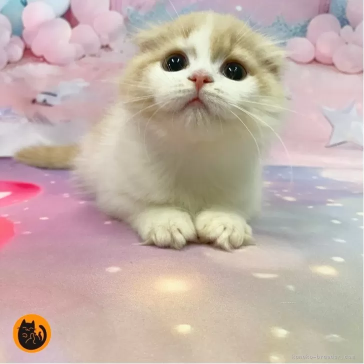 スコティッシュフォールド(折れ耳)【大阪府・女の子・2025年9月17日・クリームタビー&amp;ホワイト】の写真1