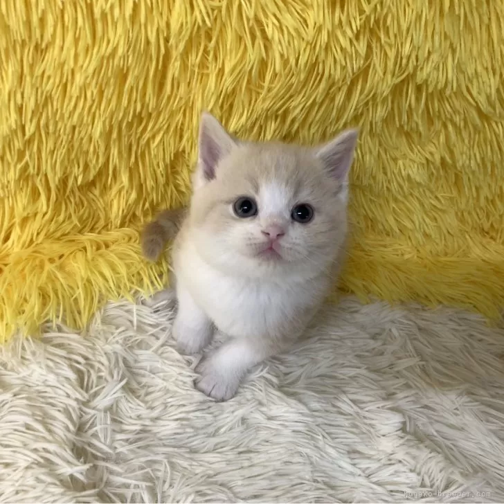 ID:2502-01325の子猫