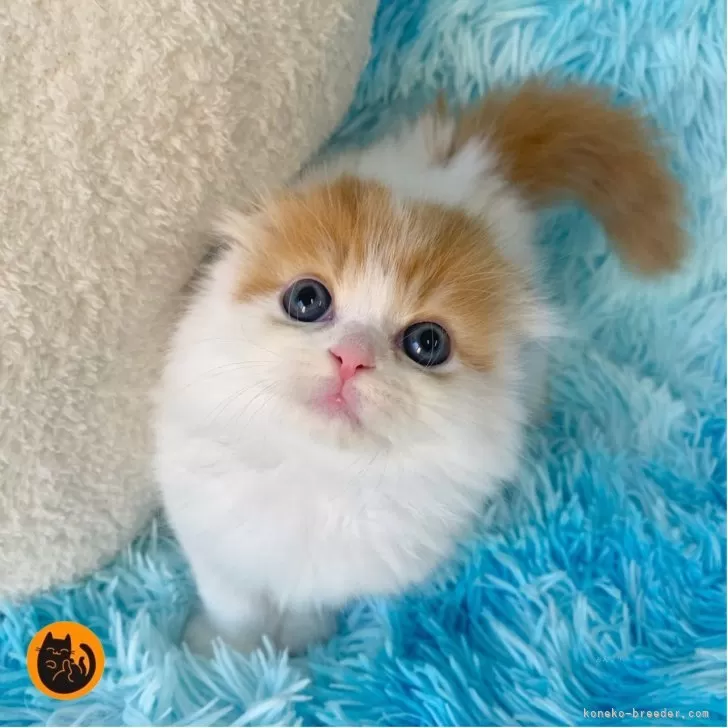 ID：2507-00258の子猫