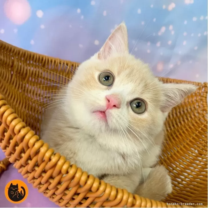 るな 様のお迎えした子猫