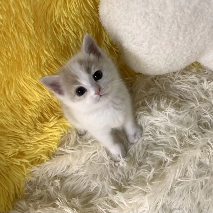 ID:2503-01320の子猫