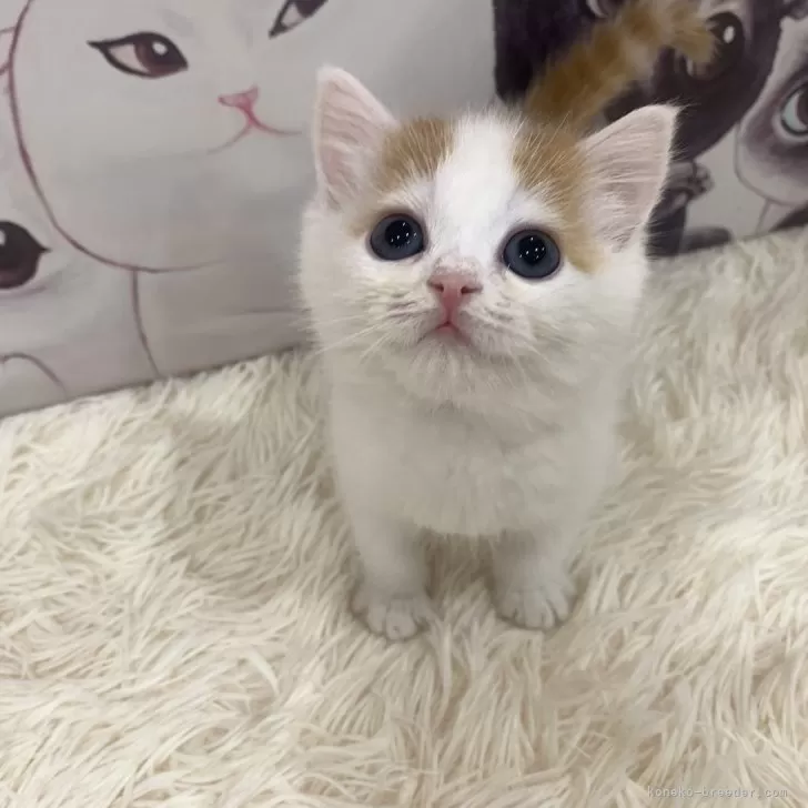 T.O 様のお迎えした子猫
