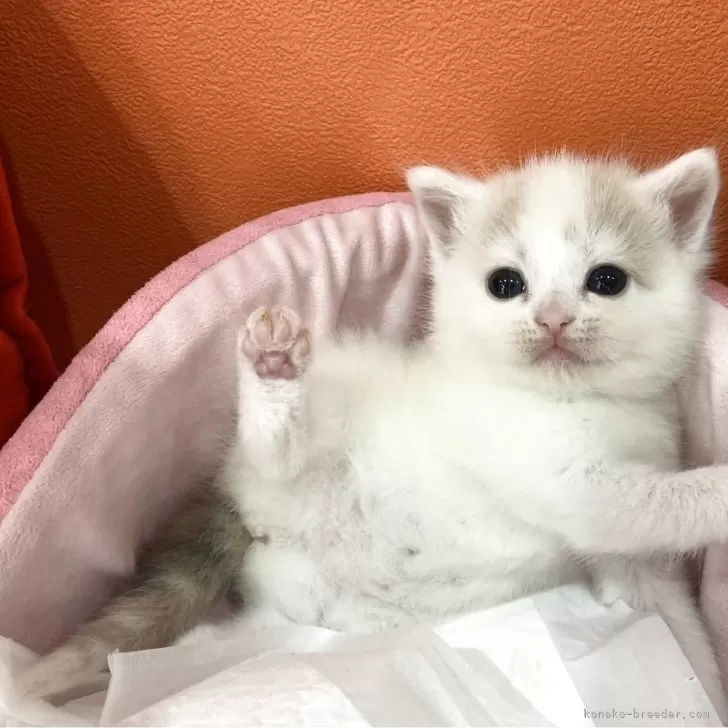 ID：2504-01821の子猫