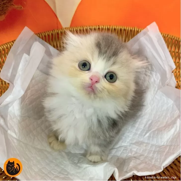 ふる 様のお迎えした子猫