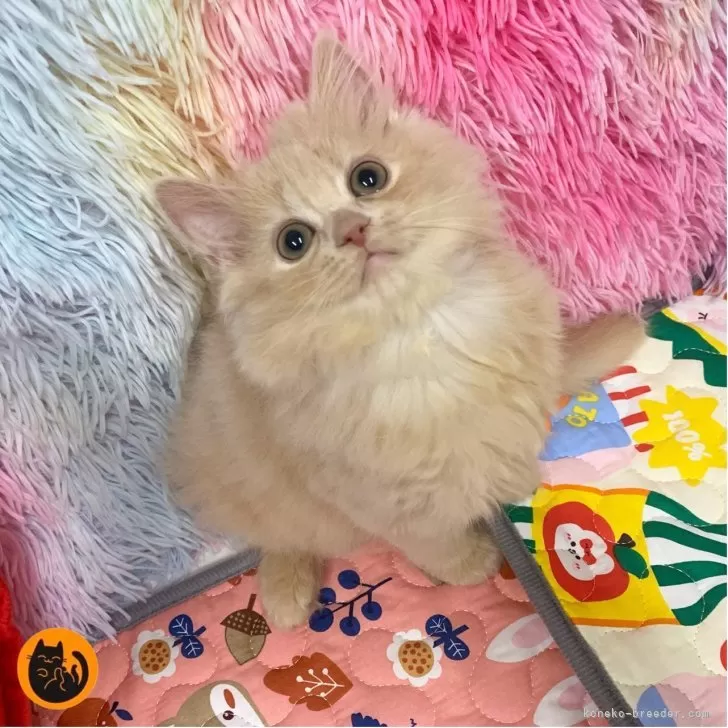 T.S 様のお迎えした子猫
