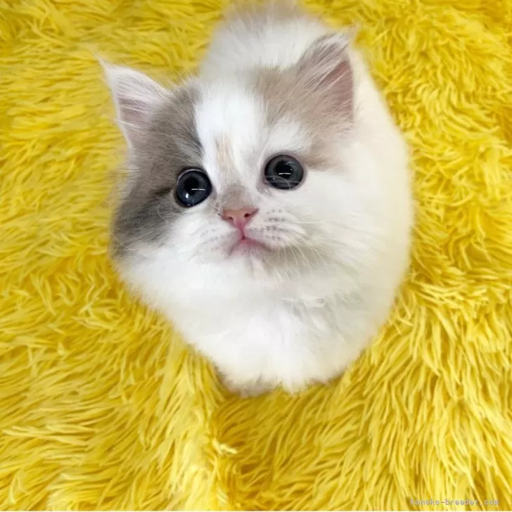 ID:2504-01811の子猫