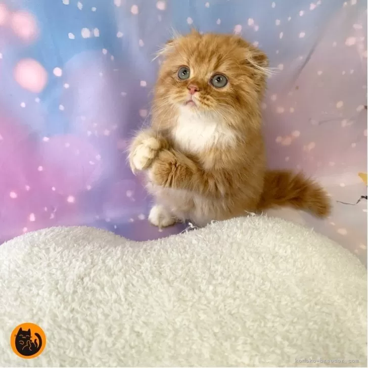 M.K 様のお迎えした子猫